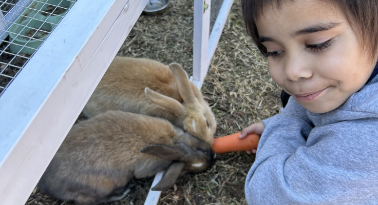 photo of a student feeding 2 of the school rabbits